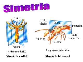 Simetria Lagosta  (artrópode) Hidra  (cnidário) Dorsal Ventral Lado direito Lado esquerdo Anterior Posterior Simetria radi...