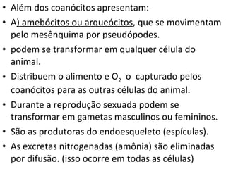 Além dos coanócitos apresentam: A ) amebócitos ou arqueócitos , que se movimentam pelo mesênquima por pseudópodes. podem se transformar em qualquer célula do animal. Distribuem o alimento e O 2   o  capturado pelos coanócitos para as outras células do animal. Durante a reprodução sexuada podem se transformar em gametas masculinos ou femininos. São as produtoras do endoesqueleto (espículas). As excretas nitrogenadas (amônia) são eliminadas por difusão. (isso ocorre em todas as células) 