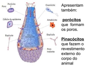Apresentam também: porócitos   que  formam os poros. Pinacócitos   que fazem o revestimento externo do corpo do animal 