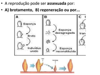 A reprodução pode ser  assexuada  por: A)   brotamento,  B) regeneração ou por... 