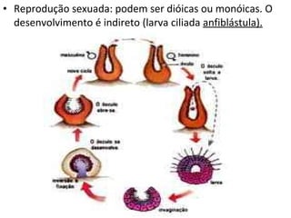 Reprodução sexuada: podem ser dióicas ou monóicas. O desenvolvimento é indireto (larva ciliada  anfiblástula). 