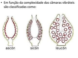 Em função da complexidade das câmaras vibráteis são classificadas como: 