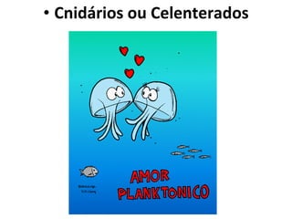 Cnidários ou Celenterados 