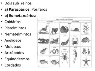 Dois sub  reinos: a) Parazoários:  Poríferos b) Eumetazoários: Cnidários Platelmintos Nematelmintos Anelídeos Moluscos Artrópodes Equinodermos Cordados 