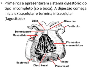Primeiros a apresentarem sistema digestório do tipo  incompleto (só a boca). A digestão começa inicia extracelular e termina intracelular (fagocitose) 