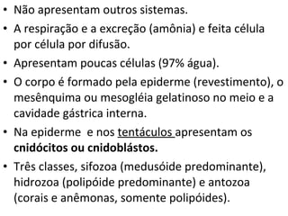 Não apresentam outros sistemas. A respiração e a excreção (amônia) e feita célula por célula por difusão.  Apresentam poucas células (97% água).  O corpo é formado pela epiderme (revestimento), o mesênquima ou mesogléia gelatinoso no meio e a cavidade gástrica interna. Na epiderme  e nos  tentáculos  apresentam os  cnidócitos ou cnidoblástos. Três classes, sifozoa (medusóide predominante), hidrozoa (polipóide predominante) e antozoa (corais e anêmonas, somente polipóides). 