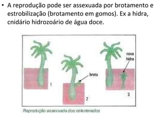 A reprodução pode ser assexuada por brotamento e estrobilização (brotamento em gomos). Ex a hidra, cnidário hidrozoário de água doce. 