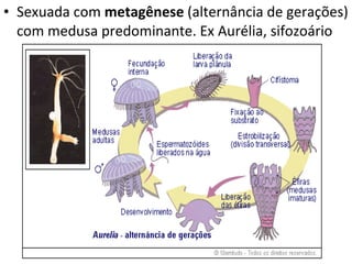 Sexuada com  metagênese  (alternância de gerações) com medusa predominante. Ex Aurélia, sifozoário 