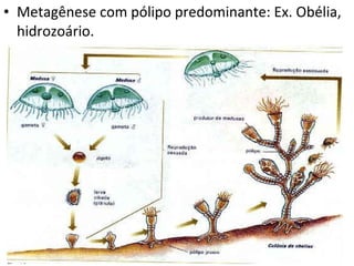 Metagênese com pólipo predominante: Ex. Obélia, hidrozoário. 