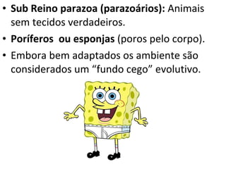 Sub Reino parazoa (parazoários):  Animais sem tecidos verdadeiros. Poríferos  ou esponjas  (poros pelo corpo). Embora bem adaptados os ambiente são considerados um “fundo cego” evolutivo. 