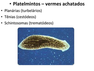 Platelmintos – vermes achatados Planárias (turbelários) Tênias (cestódeos) Schintosomas (trematódeos) 