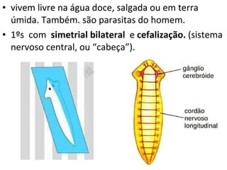 vivem livre na água doce, salgada ou em terra úmida. Também. são parasitas do homem.  1ºs  com  simetrial bilateral  e  cefalização.  (sistema nervoso central, ou “cabeça”). 