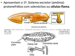 Apresentam o 1º. Sistema excretor (amônia): protonefrídios com solenócitos ou  células-flama .  
