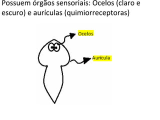 Possuem órgãos sensoriais: Ocelos (claro e escuro) e aurículas (quimiorreceptoras) 