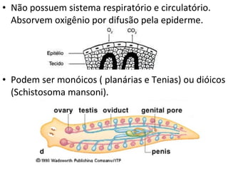 Não possuem sistema respiratório e circulatório. Absorvem oxigênio por difusão pela epiderme. Podem ser monóicos ( planárias e Tenias) ou dióicos (Schistosoma mansoni). 