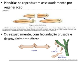 Planárias se reproduzem assexuadamente por regeneração: Ou sexuadamente, com fecundação cruzada e desenvolvimento direto 