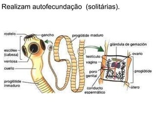 Realizam autofecundação  (solitárias). 