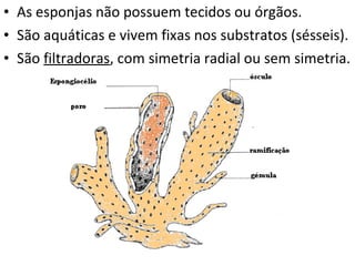 As esponjas não possuem tecidos ou órgãos.  São aquáticas e vivem fixas nos substratos (sésseis). São  filtradoras , com simetria radial ou sem simetria. 