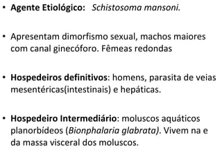 Agente Etiológico:  Schistosoma   mansoni. Apresentam dimorfismo sexual, machos maiores com canal ginecóforo. Fêmeas redondas Hospedeiros definitivos : homens, parasita de veias mesentéricas(intestinais) e hepáticas.  Hospedeiro Intermediário : moluscos aquáticos planorbídeos ( Bionphalaria glabrata) . Vivem na e da massa visceral dos moluscos. 