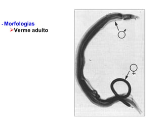 -  Morfologias  Verme adulto 
