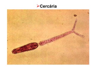 Cercária 