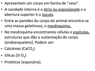 Apresentam um corpo em forma de “vaso”. A cavidade interna é o  átrio ou esponjiocele  e a abertura superior é o  ósculo . Entre as paredes do corpo do animal encontra-se uma massa gelatinosa, o  mesênquima.  No mesênquima encontramos células e  espículas,  estruturas que dão a sustentação do corpo. (endoesqueleto). Podem ser: Calcáreas (CaCO 3 ) Sílicas (Si O 2 ) Protéicas (esponjina). 