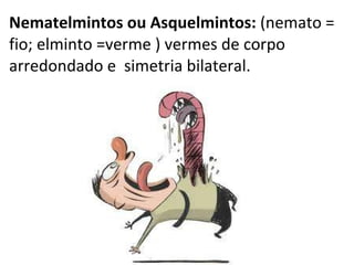Nematelmintos ou Asquelmintos:  (nemato = fio; elminto =verme ) vermes de corpo arredondado e  simetria bilateral.  