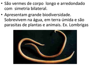 São vermes de corpo  longo e arredondado com  simetria bilateral. Apresentam grande biodiversidade. Sobrevivem na água, em terra úmida e são parasitas de plantas e animais. Ex. Lombrigas  