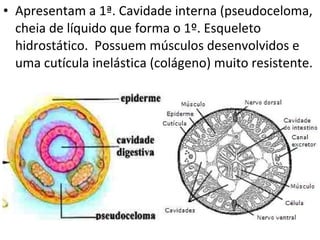 Apresentam a 1ª. Cavidade interna (pseudoceloma, cheia de líquido que forma o 1º. Esqueleto hidrostático.  Possuem músculos desenvolvidos e uma cutícula inelástica (colágeno) muito resistente.  