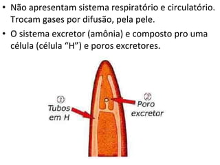 Não apresentam sistema respiratório e circulatório. Trocam gases por difusão, pela pele.  O sistema excretor (amônia) e composto pro uma célula (célula “H”) e poros excretores. 