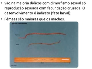 São na maioria dióicos com dimorfismo sexual só reprodução sexuada com fecundação cruzada. O desenvolvimento é indireto (faze larval).  Fêmeas são maiores que os machos. 