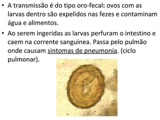 A transmissão é do tipo oro-fecal :  ovos com as larvas dentro são expelidos nas fezes e contaminam água e alimentos. Ao serem ingeridas as larvas perfuram o intestino e caem na corrente sanguínea. Passa pelo pulmão onde causam  sintomas de pneumonia . (ciclo pulmonar). 