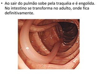 Ao sair do pulmão sobe pela traquéia e é engolida. No intestino se transforma no adulto, onde fica definitivamente. 