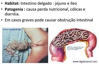 Habitat:  Intestino delgado : jejuno e íleo  Patogenia :  causa perda nutricional, cólicas e diarréia.  Em casos graves pode causar obstrução intestinal 