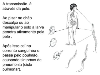 A transmissão  é através da pele:  Ao pisar no chão descalço ou ao manipular o solo a larva penetra ativamente pela pele . Após isso cai na corrente sanguínea e passa pelo poulmão, causando sintomas de pneumonia (ciclo pulmonar). 