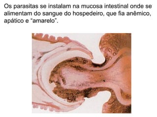 Os parasitas se instalam na mucosa intestinal onde se alimentam do sangue do hospedeiro, que fia anêmico, apático e “amarelo”. 