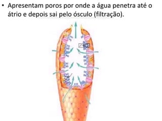 Apresentam poros por onde a água penetra até o átrio e depois sai pelo ósculo (filtração). 