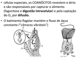células especiais, os COANÓCITOS revestem o átrio e são responsáveis por capturar o alimento (fagocitose e  digestão intracelular ) e pela captação do O 2  por  difusão. O batimento flagelar mantém o fluxo de água constante (“câmaras vibráteis”) 
