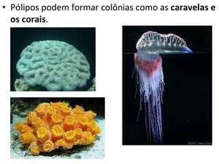 <ul><li>Pólipos podem formar colônias como as  caravelas e os corais . </li></ul>