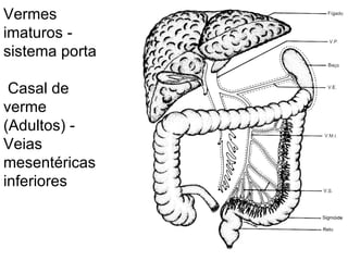 Vermes imaturos - sistema porta Casal de verme (Adultos) - Veias mesentéricas inferiores  