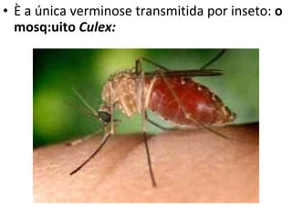 <ul><li>È a única verminose transmitida por inseto:  o mosq:uito  Culex: </li></ul>