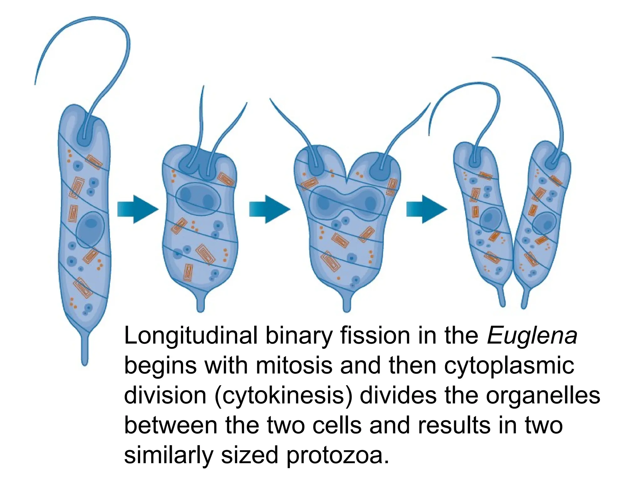 Longitudinal binary fission in the Euglena
begins with mitosis and then cytoplasmic
division (cytokinesis) divides the organelles
between the two cells and results in two
similarly sized protozoa.
 
