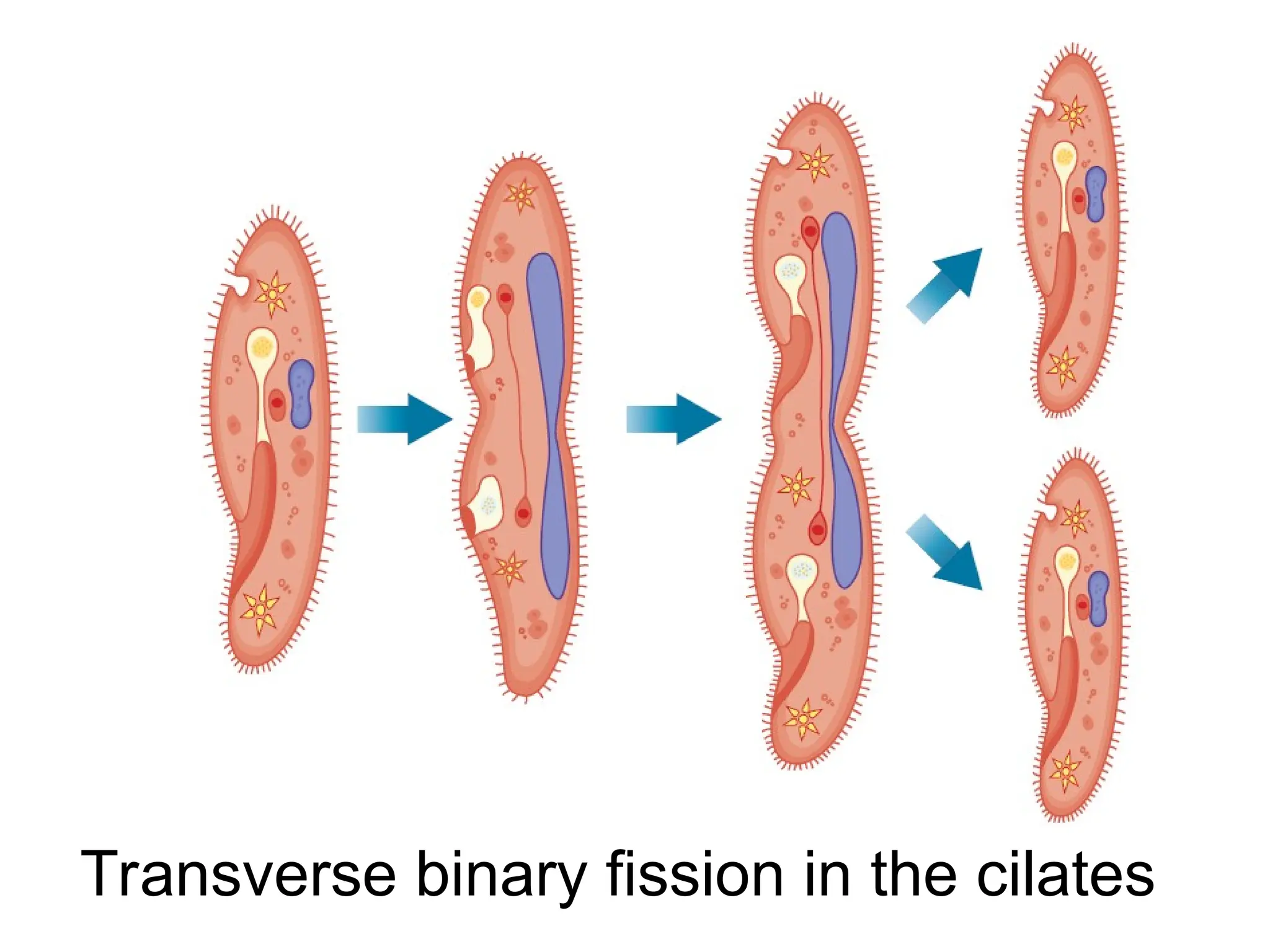 Transverse binary fission in the cilates
 