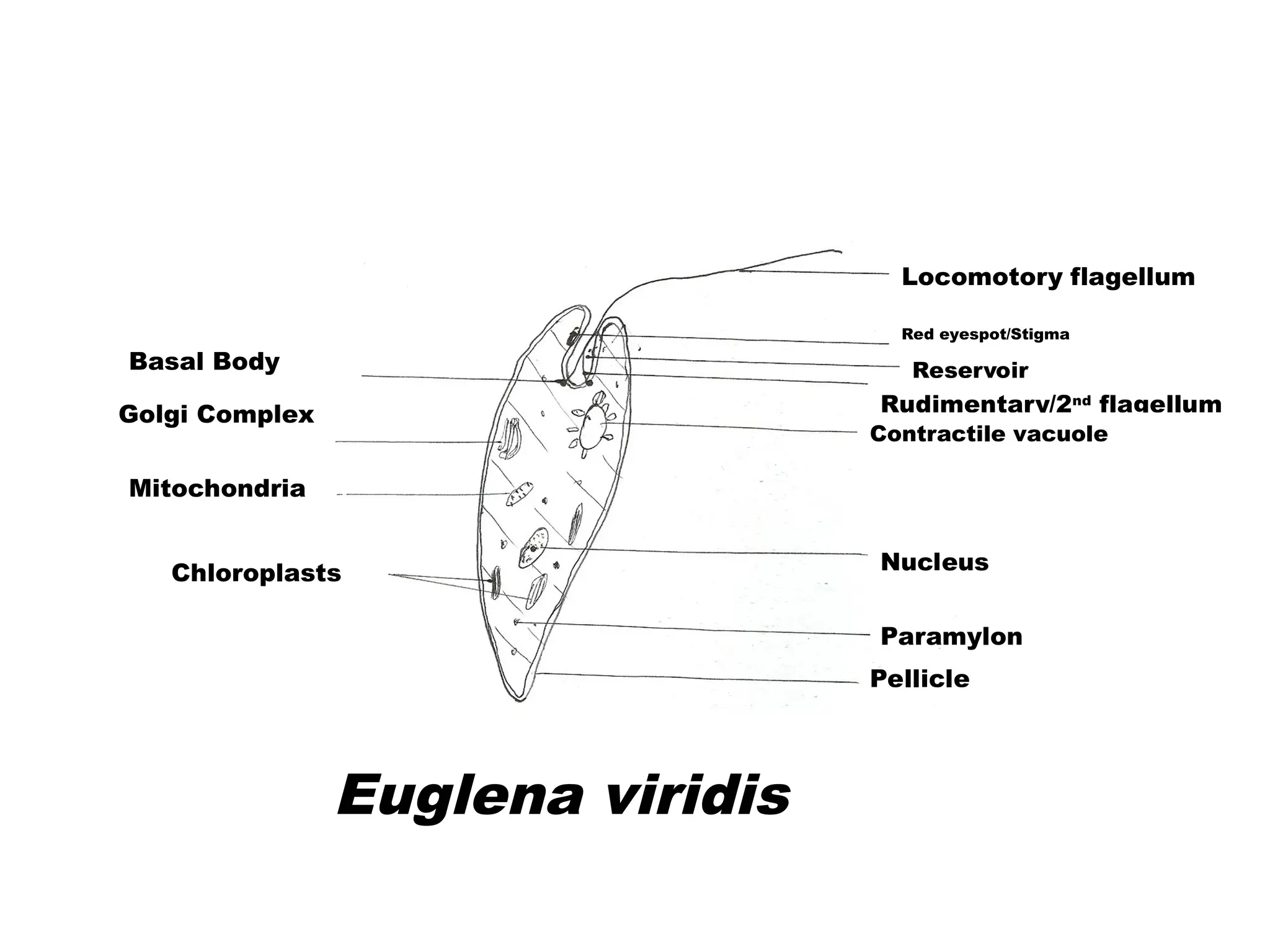 Locomotory flagellum
Red eyespot/Stigma
Rudimentary/2nd
flagellum
Reservoir
Nucleus
Contractile vacuole
Paramylon
Pellicle
Chloroplasts
Mitochondria
Golgi Complex
Basal Body
Euglena viridis
 