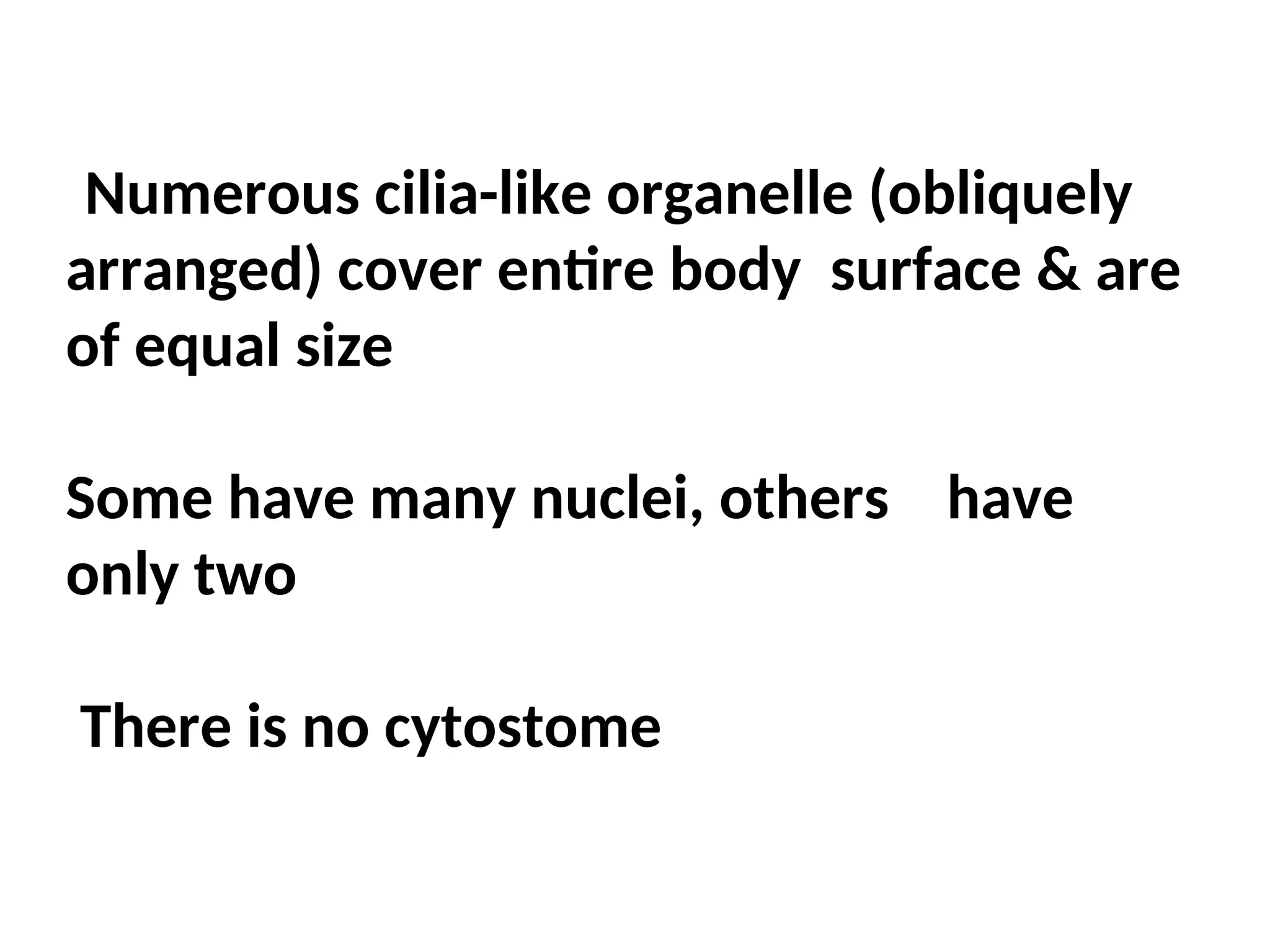 Numerous cilia-like organelle (obliquely
arranged) cover entire body surface & are
of equal size
Some have many nuclei, others have
only two
There is no cytostome
 