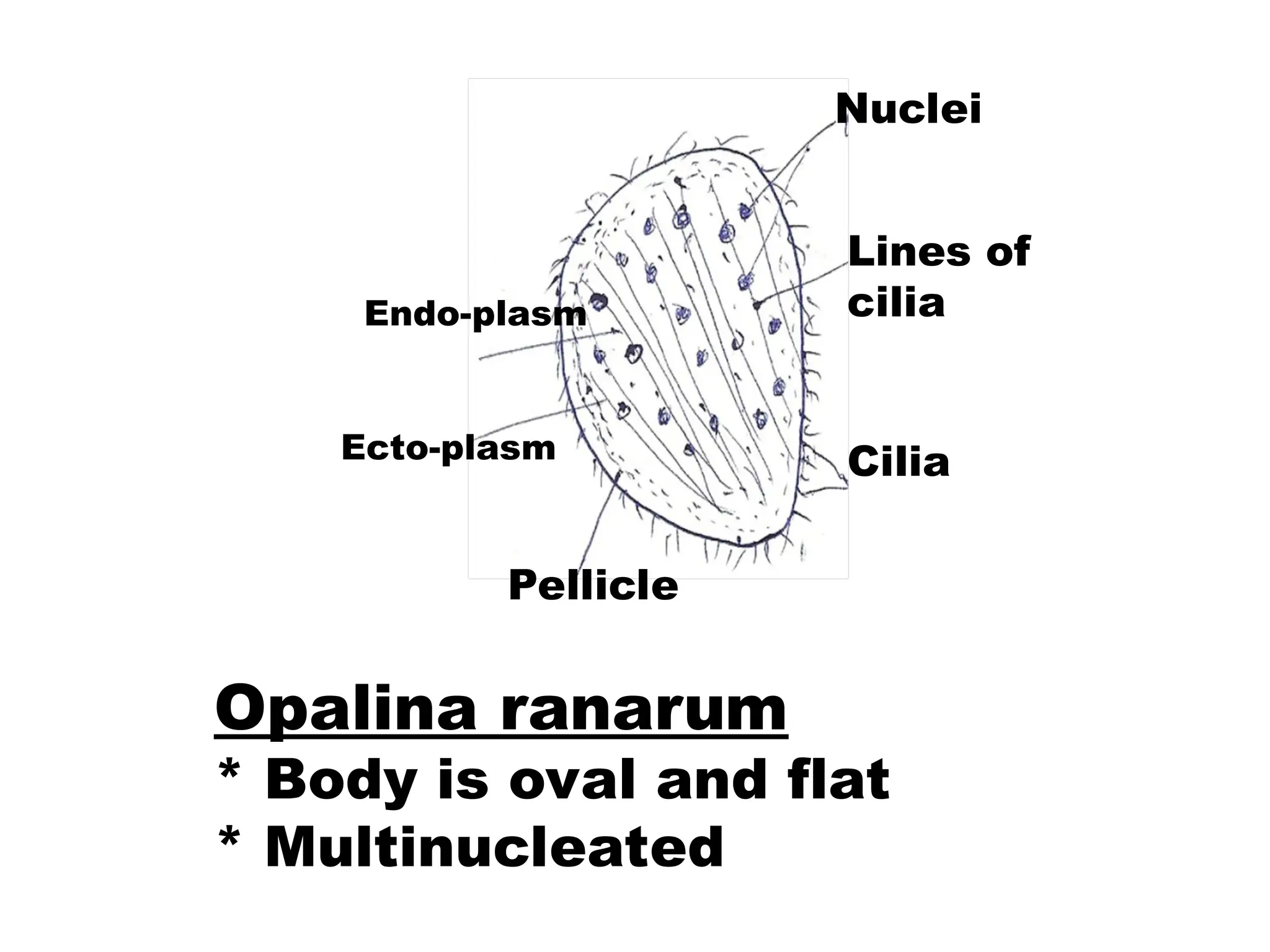Opalina ranarum
* Body is oval and flat
* Multinucleated
Nuclei
Lines of
cilia
Cilia
Pellicle
Ecto-plasm
Endo-plasm
 