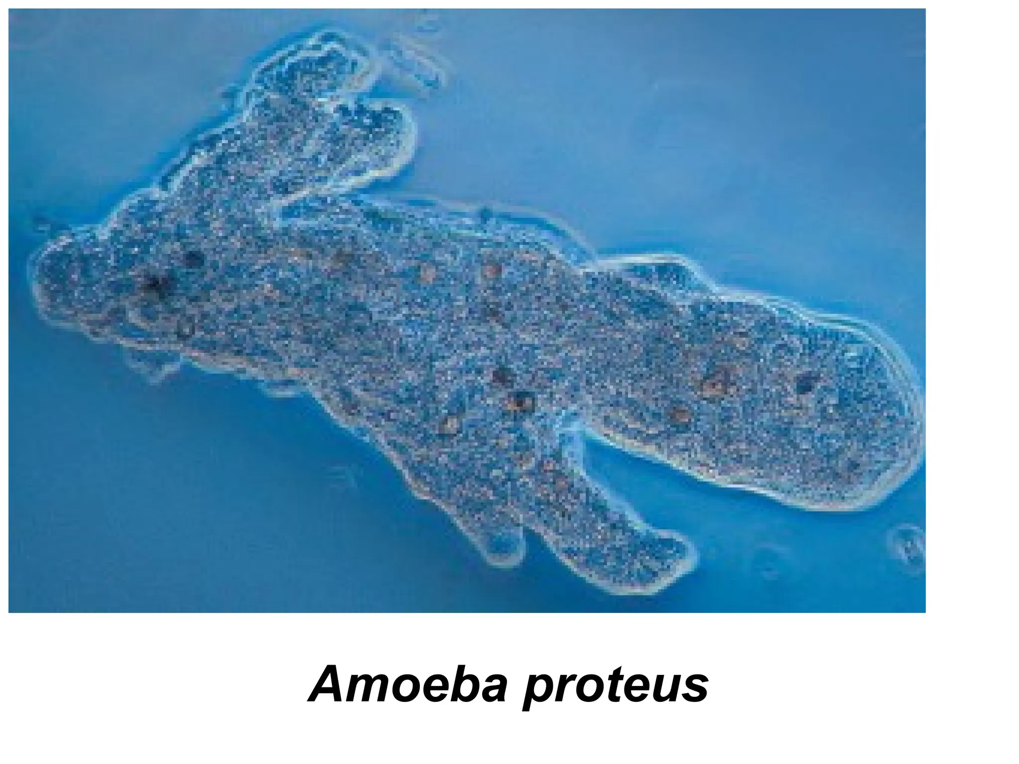 Amoeba proteus
 