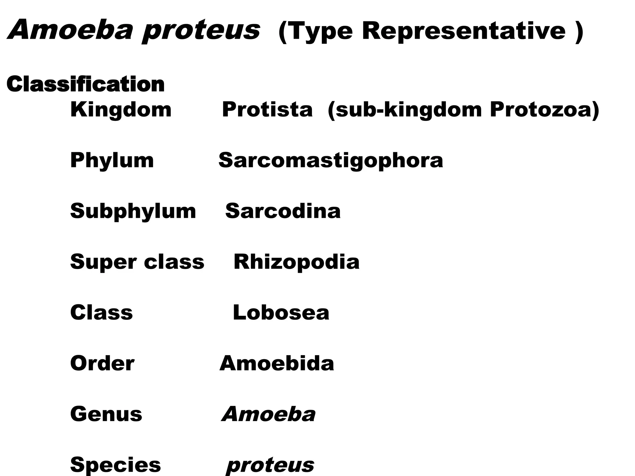 Amoeba proteus (Type Representative )
Classification
Kingdom Protista (sub-kingdom Protozoa)
Phylum Sarcomastigophora
Subphylum Sarcodina
Super class Rhizopodia
Class Lobosea
Order Amoebida
Genus Amoeba
Species proteus
 