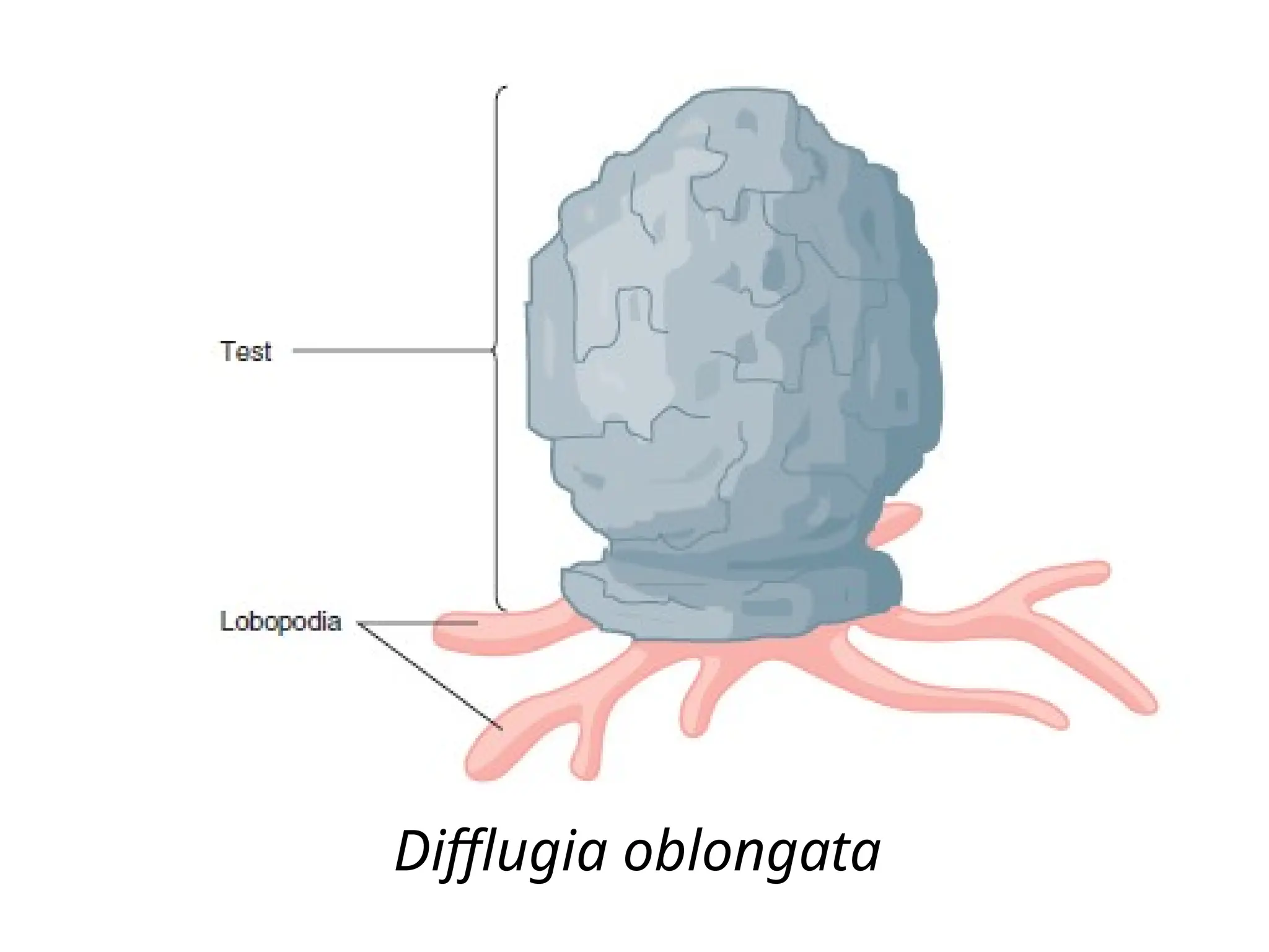 Difflugia oblongata
 
