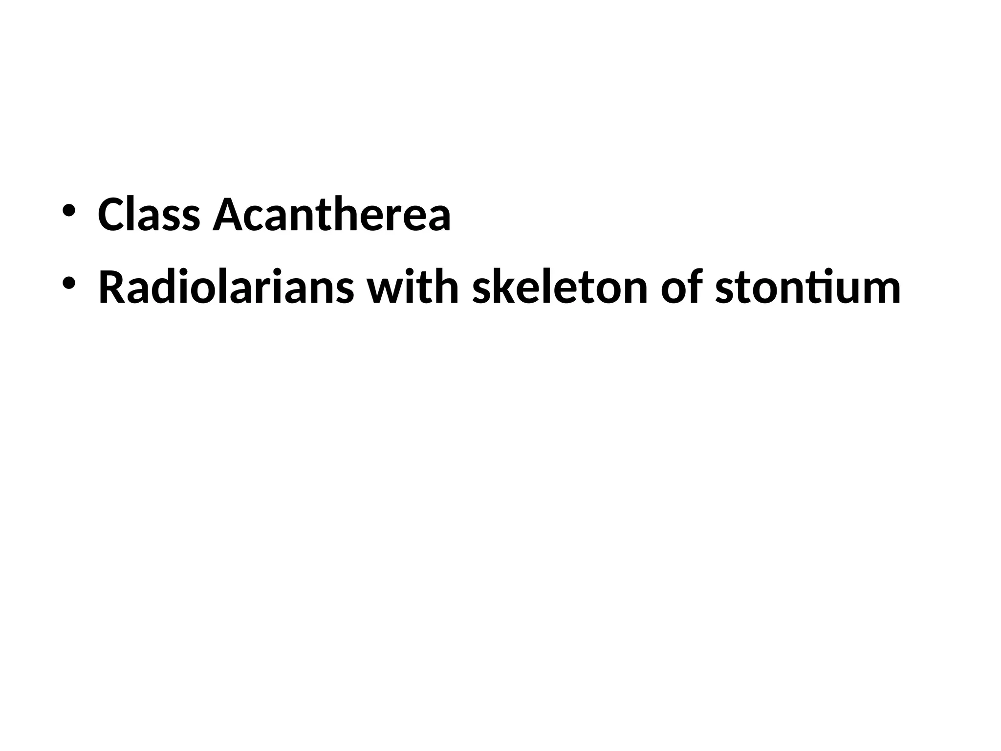 • Class Acantherea
• Radiolarians with skeleton of stontium
 